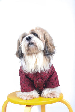 Maroon Wedding Dog Sherwani