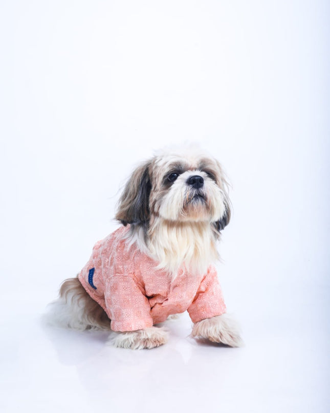 Peach Dog Sherwani