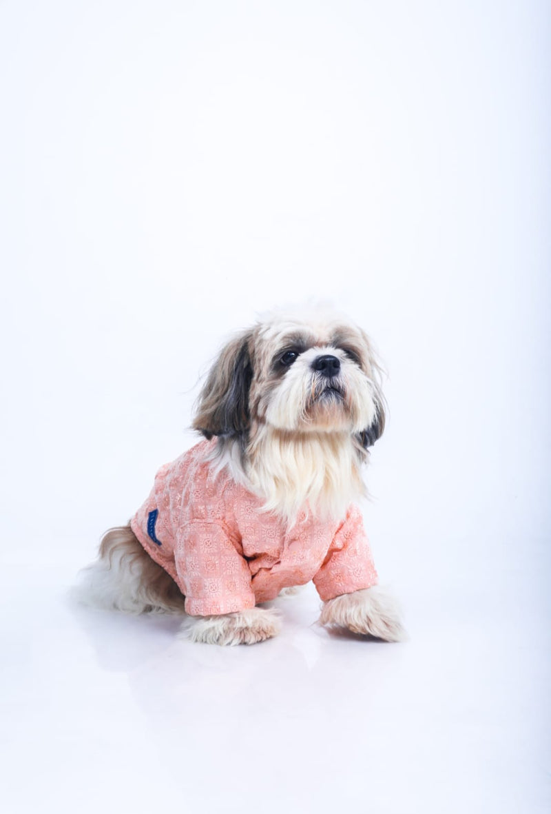 Peach Diwali Dog Sherwani