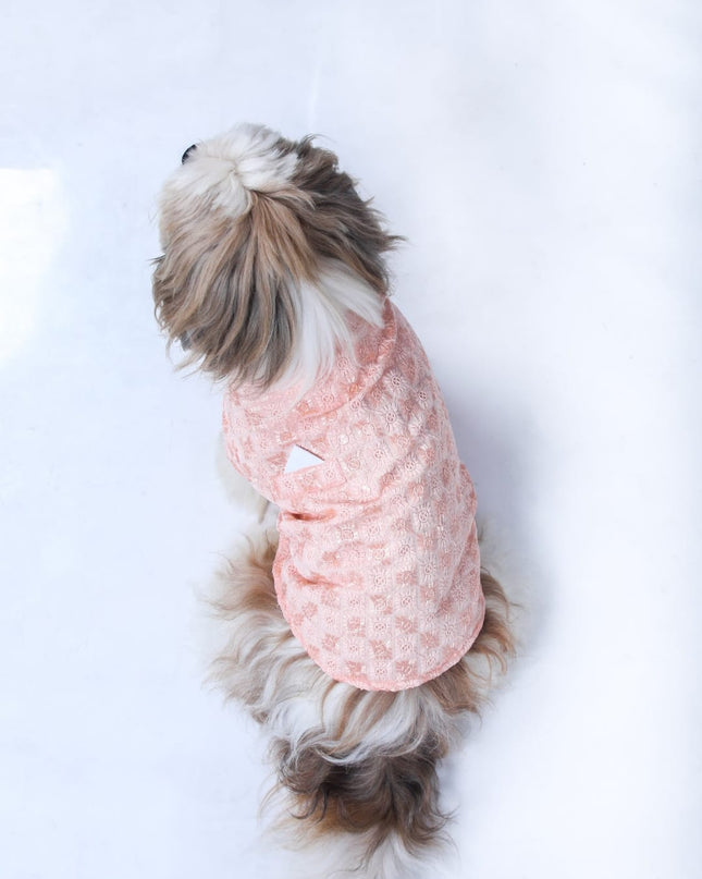 Peach Dog Sherwani