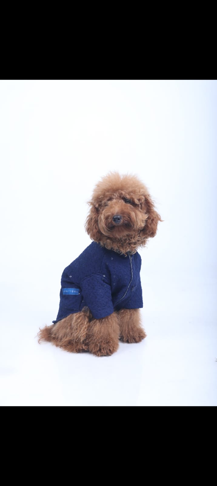 Navy Blue Dog Sherwani