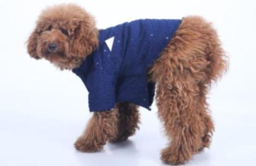 Navy Blue Dog Sherwani