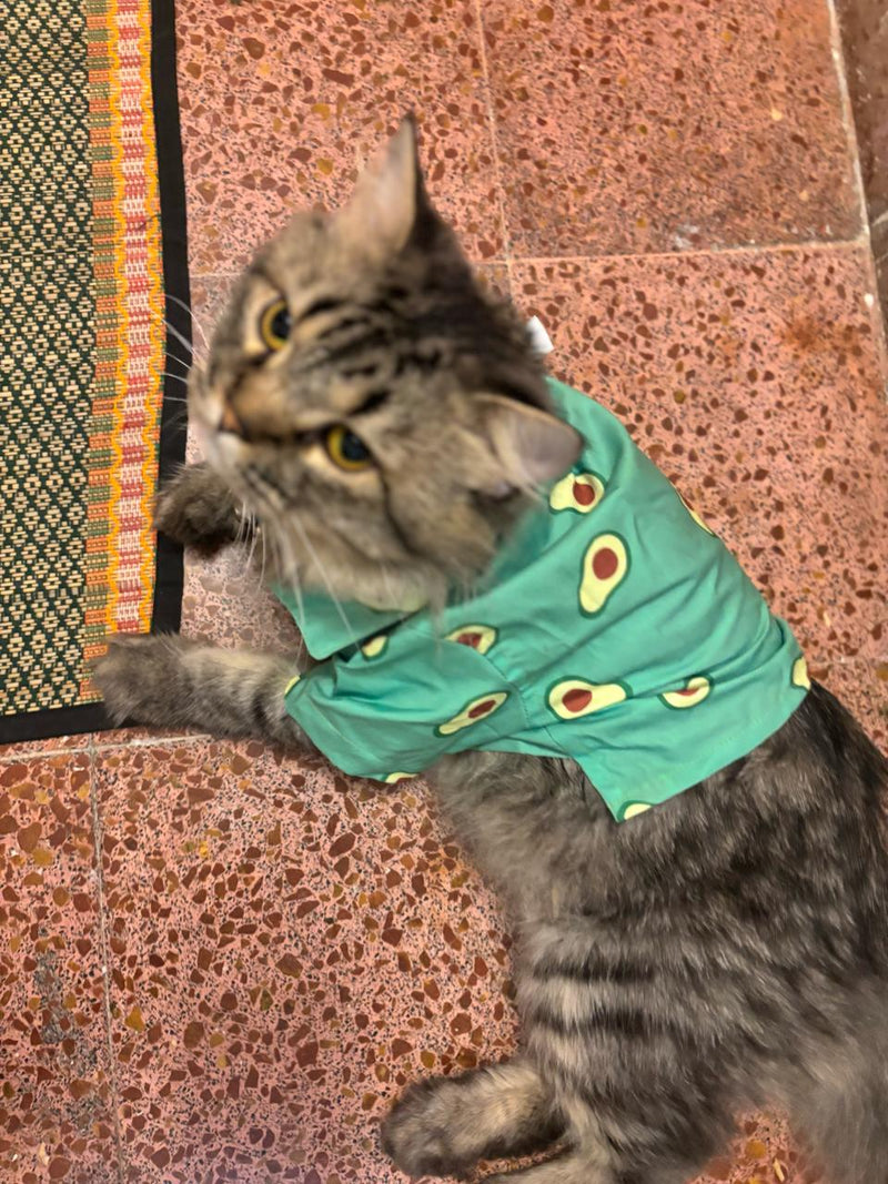 AVOCADO CAT SHIRT