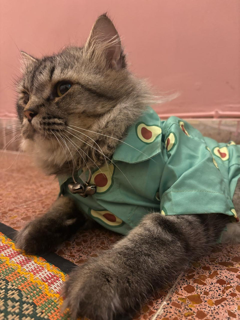 AVOCADO CAT SHIRT