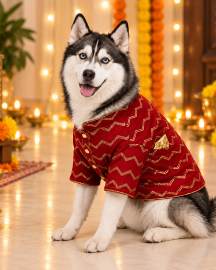 JASHN RED AND GOLD DOG SHERWANI