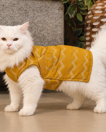 Jashn Mustard Cat Sherwani