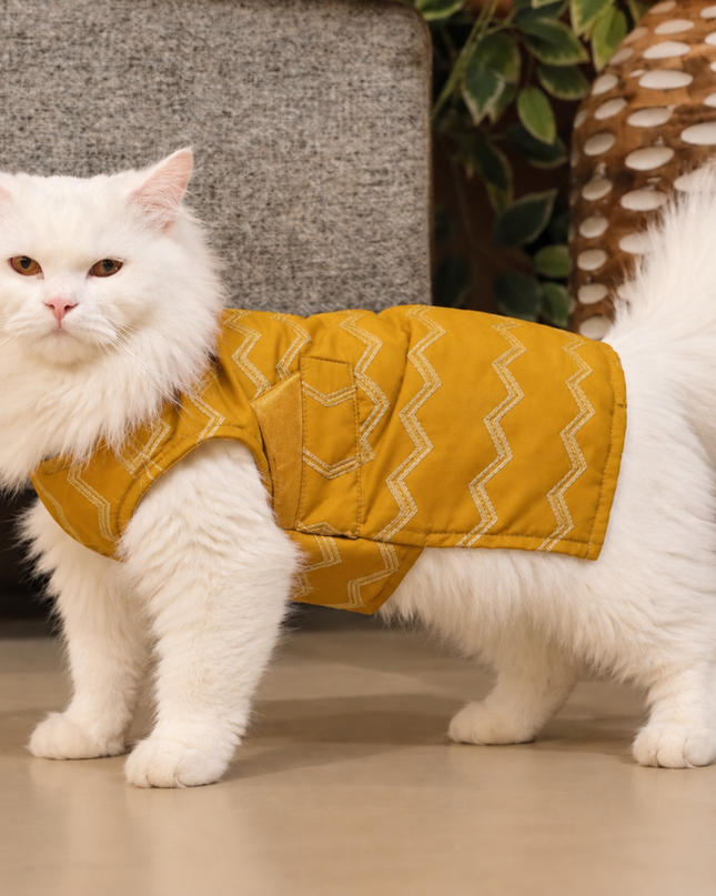 Jashn Mustard Cat Sherwani